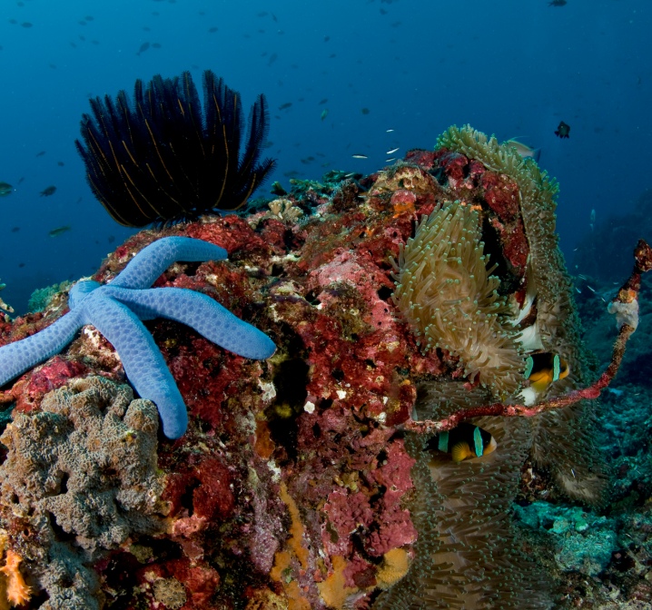Bali Coral Reef